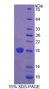 Reg3b Protein - Recombinant Regenerating Islet Derived Protein 3 Beta By SDS-PAGE