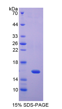 REG4 / REG-IV Protein - Recombinant  Regenerating Islet Derived Protein 4 By SDS-PAGE