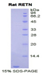 RETN / Resistin Protein - Recombinant Resistin By SDS-PAGE