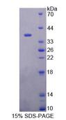 RGN / Regucalcin Protein - Recombinant Regucalcin By SDS-PAGE
