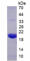 RLN1 / Relaxin Protein - Recombinant  Relaxin By SDS-PAGE
