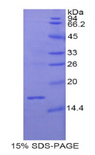 RLN3 / Relaxin 3 Protein - Recombinant Relaxin 3 By SDS-PAGE