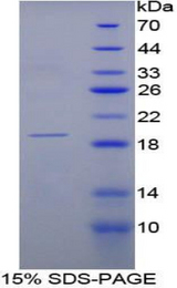 RNASE3 Protein - Recombinant Ribonuclease A3 By SDS-PAGE