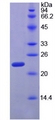 RPP40 / Ribonuclease P Protein - Active Ribonuclease P (RNASEP) by SDS-PAGE