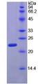 RPP40 / Ribonuclease P Protein - Recombinant Ribonuclease P By SDS-PAGE