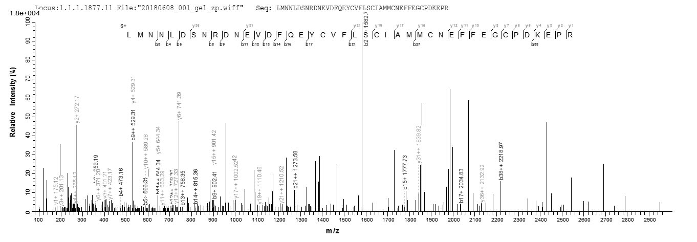 S100A4 / FSP1 Protein - Based on the SEQUEST from database of E.coli host and target protein, the LC-MS/MS Analysis result of Recombinant Rat Protein S100-A4(S100a4) could indicate that this peptide derived from E.coli-expressed Rattus norvegicus (Rat) S100a4.