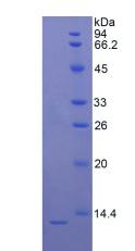 S100B / S100 Beta Protein - Active S100 Calcium Binding Protein B (S100B) by SDS-PAGE