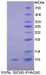 SCGB1A1 / Uteroglobin Protein - Recombinant Clara Cell Protein 16 By SDS-PAGE