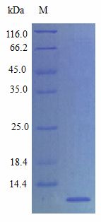 SDF1 / CXCL12 Protein