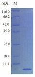 SDF1 / CXCL12 Protein