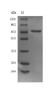 SERPINA1 / Alpha 1 Antitrypsin Protein - (Tris-Glycine gel) Discontinuous SDS-PAGE (reduced) with 5% enrichment gel and 15% separation gel.