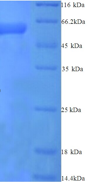 SERPINB2 / PAI-2 Protein