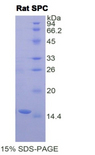 SFTPC / Surfactant Protein C Protein - Recombinant Surfactant Associated Protein C By SDS-PAGE