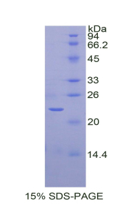 SIRT3 / Sirtuin 3 Protein - Recombinant Sirtuin 3 By SDS-PAGE