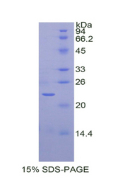 SIRT3 / Sirtuin 3 Protein - Recombinant Sirtuin 3 By SDS-PAGE