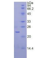 SIRT3 / Sirtuin 3 Protein - Active Sirtuin 3 (SIRT3) by SDS-PAGE