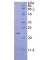 SIRT3 / Sirtuin 3 Protein - Active Sirtuin 3 (SIRT3) by SDS-PAGE