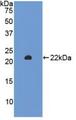 SIRT3 / Sirtuin 3 Protein - Active Sirtuin 3 (SIRT3) by WB