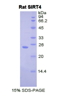 SIRT4 / Sirtuin 4 Protein - Recombinant Sirtuin 4 By SDS-PAGE