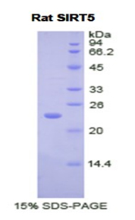 SIRT5 / Sirtuin 5 Protein - Recombinant Sirtuin 5 By SDS-PAGE