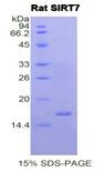 SIRT7 / Sirtuin 7 Protein - Recombinant Sirtuin 7 By SDS-PAGE