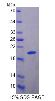 SLIT2 Protein - Recombinant Slit Homolog 2 By SDS-PAGE