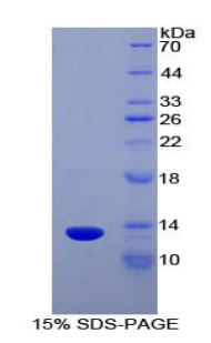 SLIT3 Protein - Recombinant Slit Homolog 3 By SDS-PAGE