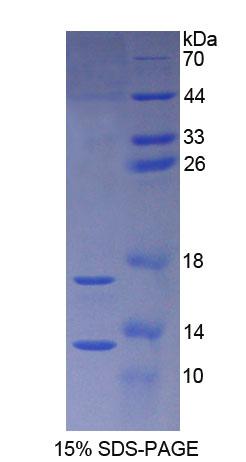 SNCA / Alpha-Synuclein Protein - Recombinant Synuclein Alpha By SDS-PAGE