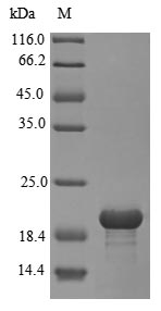 SORT1 / Sortilin Protein - (Tris-Glycine gel) Discontinuous SDS-PAGE (reduced) with 5% enrichment gel and 15% separation gel.
