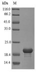 SORT1 / Sortilin Protein - (Tris-Glycine gel) Discontinuous SDS-PAGE (reduced) with 5% enrichment gel and 15% separation gel.