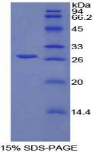 SPON2 / MINDIN Protein - Recombinant Spondin 2 By SDS-PAGE