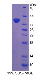 STAP1 / BRDG1 Protein - Recombinant Signal Transducing Adaptor Protein 1 By SDS-PAGE