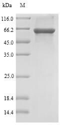 SULT1B1 / Sulfotransferase 1B1 Protein - (Tris-Glycine gel) Discontinuous SDS-PAGE (reduced) with 5% enrichment gel and 15% separation gel.