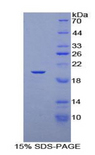 TCEB3 / Elongin A Protein - Recombinant Elongin A By SDS-PAGE