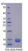 TFF1 / pS2 Protein - Recombinant Trefoil Factor 1 By SDS-PAGE