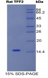 TFF2 / SP Protein - Recombinant Trefoil Factor 2 By SDS-PAGE