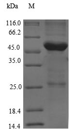 TG / Thyroglobulin Protein - (Tris-Glycine gel) Discontinuous SDS-PAGE (reduced) with 5% enrichment gel and 15% separation gel.