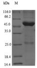 TG / Thyroglobulin Protein - (Tris-Glycine gel) Discontinuous SDS-PAGE (reduced) with 5% enrichment gel and 15% separation gel.