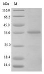 TGFB1 / TGF Beta 1 Protein - (Tris-Glycine gel) Discontinuous SDS-PAGE (reduced) with 5% enrichment gel and 15% separation gel.