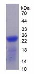 THBS1 / Thrombospondin-1 Protein - Recombinant Thrombospondin 1 By SDS-PAGE