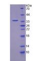 TKT / Transketolase Protein - Recombinant  Transketolase By SDS-PAGE