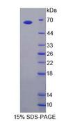 TLR3 Protein - Recombinant Toll Like Receptor 3 (TLR3) by SDS-PAGE