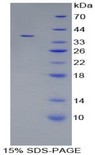 TNNT2 / CTNT Protein - Recombinant Troponin T Type 2, Cardiac By SDS-PAGE