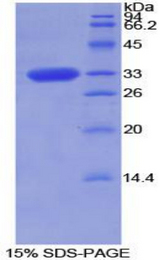 TOR2A Protein - Recombinant Torsin 2A By SDS-PAGE