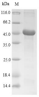 TPSAB1 / Mast Cell Tryptase Protein - (Tris-Glycine gel) Discontinuous SDS-PAGE (reduced) with 5% enrichment gel and 15% separation gel.