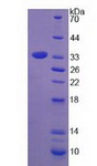 Tpsb2 / Tryptase Beta 2 (Mouse Protein - Recombinant Tryptase Beta 2 By SDS-PAGE
