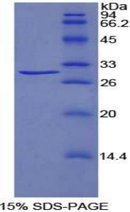 TRADD Protein - Recombinant TNFRSF1A Associated Via Death Domain Protein By SDS-PAGE