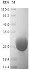Trypsin-4 Protein - (Tris-Glycine gel) Discontinuous SDS-PAGE (reduced) with 5% enrichment gel and 15% separation gel.