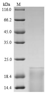 TSHB / TSH-Beta Protein - (Tris-Glycine gel) Discontinuous SDS-PAGE (reduced) with 5% enrichment gel and 15% separation gel.