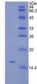 TSLP Protein - Recombinant Thymic Stromal Lymphopoietin By SDS-PAGE
